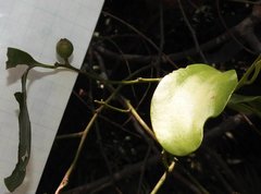 Dendrotrophe varians