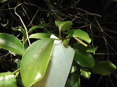 Dendrotrophe varians