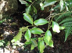 Dendrotrophe varians