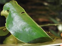 Dendrotrophe varians