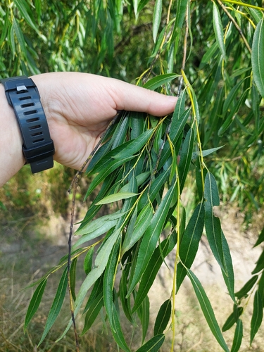 Salix acutifolia, photograph 2