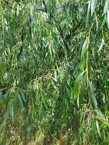 Salix acutifolia, photograph 3