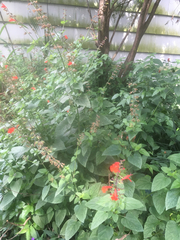 Salvia coccinea