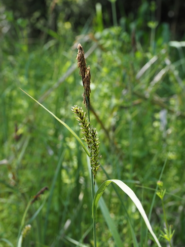 Carex rugulosa iNat (2)