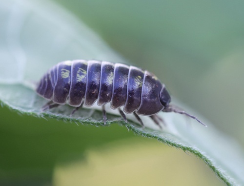 Common Pill Woodlouse