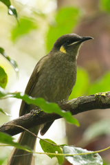 Meliphaga lewinii mab