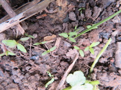 Haloragis erecta erecta