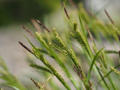 Carex curvicollis