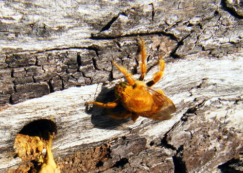 Valley Carpenter Bee