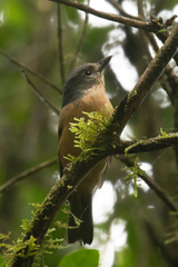 Colluricincla boweri