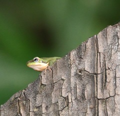 Litoria fallax