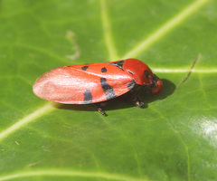 Phymatostetha pudens