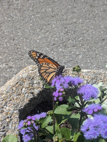 Monarch