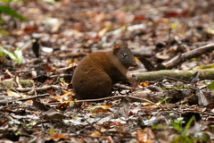 Hypsiprymnodon moschatus