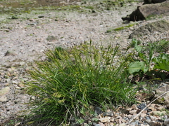 Carex curvicollis