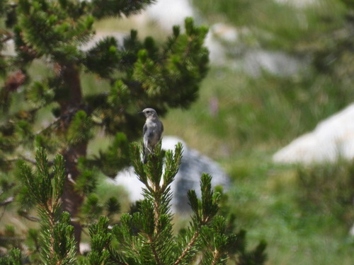 iNaturalist observation photo of Clark's Nutcracker