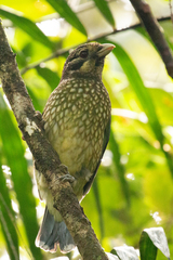 Ailuroedus maculosus