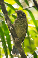 Ailuroedus maculosus