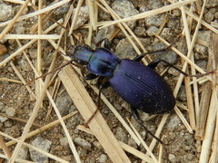 Laemostenus janthinus