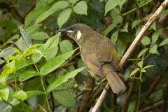 Meliphaga lewinii mab