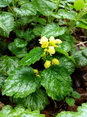 Lamium galeobdolon argentatum