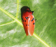 Phymatostetha pudens
