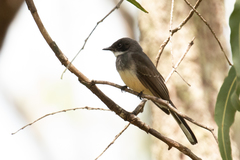 Rhipidura rufiventris