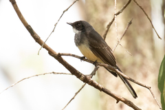 Rhipidura rufiventris