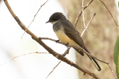 Rhipidura rufiventris