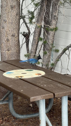 iNaturalist observation photo of Steller's Jay