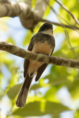 Rhipidura rufiventris