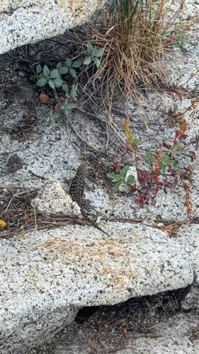 iNaturalist observation photo of Western Fence Lizard