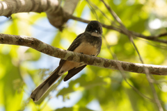 Rhipidura rufiventris