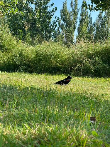 Red-winged Blackbird