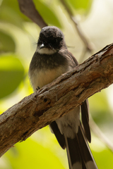 Rhipidura rufiventris