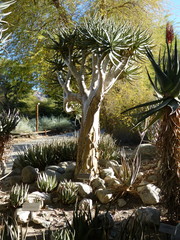 Aloidendron barberae