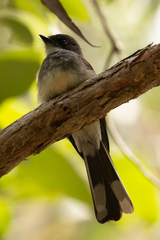 Rhipidura rufiventris