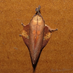 Gastropacha quercifolia