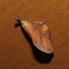 Gastropacha quercifolia