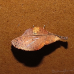 Gastropacha quercifolia