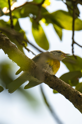 Northern Parula