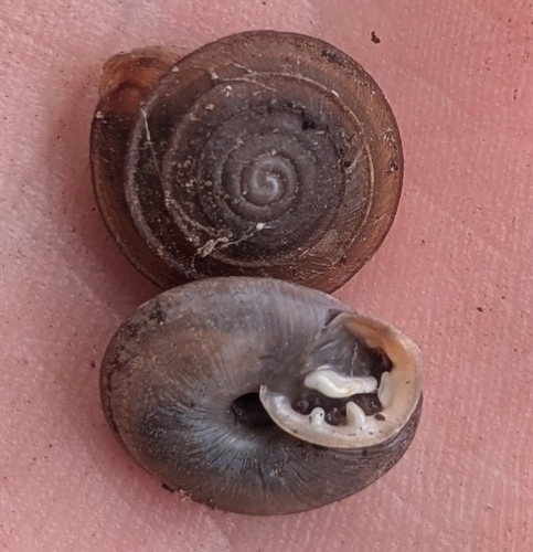Reed's Mountain Woodlandsnail