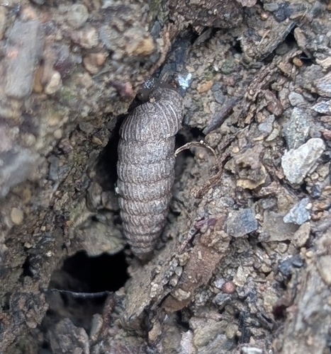 Cave Creek Holospira