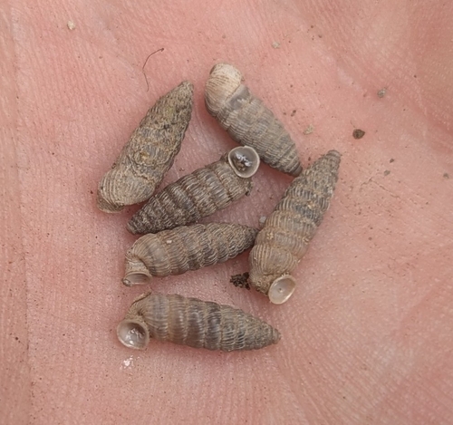 Cave Creek Holospira