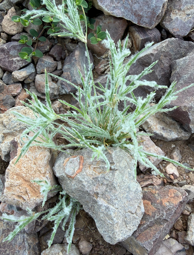 Fluffgrass
