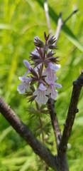 Stachys pilosa