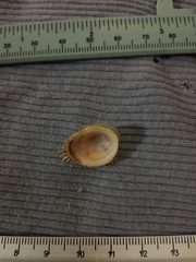 Pilosabia trigona