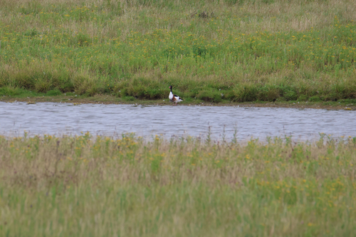 iNaturalist image