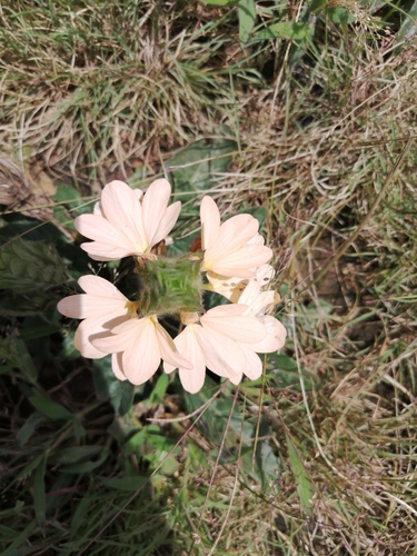 Crossandra subacaulis image