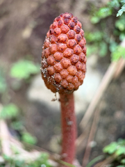 Helosis cayennensis, photograph (c) Bea Leiderman, some rights reserved (CC BY)